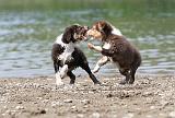 BERGER AUSTRALIEN PUPPIES 131